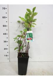 Schisandra chinensis C2 Lit. 40 cm