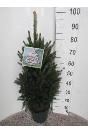 Picea glauca Super Green C5 Lit. 60-80 cm