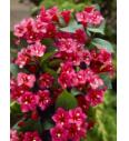Weigela Bristol Ruby C7,5 Lit. Na steblu 60 cm