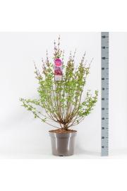 Syringa Tinkerbelle C7,5 Lit. 50-60 cm