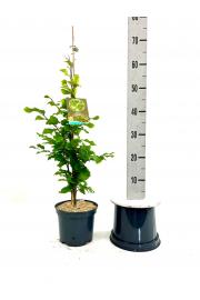 Fagus sylvatica Fastigiata Icefire C5 Lit. 60-80 cm