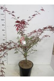 Acer palmatum Pink Passion C7,5 Lit. 40-50 cm