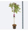 Syringa bloomera Dark Purple C10 Lit. Na steblu 80 cm