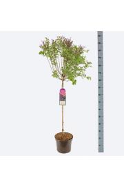 Syringa bloomera Dark Purple C10 Lit. Na steblu 80 cm