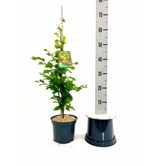 Fagus sylvatica Fastigiata Icefire C7,5 Lit. 80-100 cm