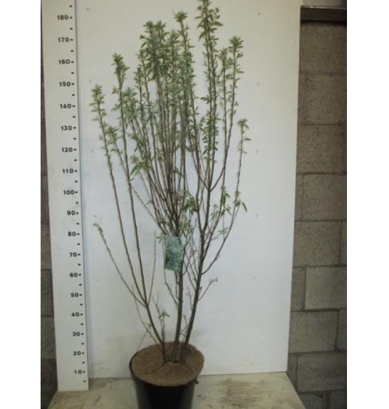 Amelanchier canadensis Rainbow Pillar C7,5 Lit. 100-120 cm