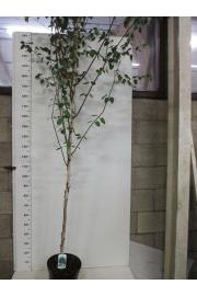 Betula utilis Jacquemontii C7,5 Lit. 175-200 cm