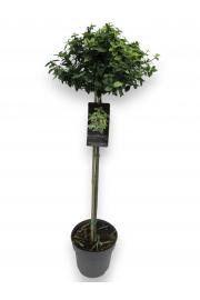 Euonymus fortunei Emerald Gold C10 Lit. Na steblu 110 cm