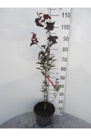 Fagus sylvatica Rohan Obelisk C10 Lit. 100-125 cm