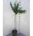 Hibiscus syriacus William R.Smith C10 Lit. Na steblu 100 cm