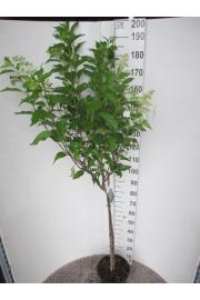 Hydrangea paniculata Kyushu C10 Lit. Na steblu 80 cm