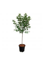 Hydrangea paniculata Vanille Fraice C10 Lit. Na steblu 80 cm