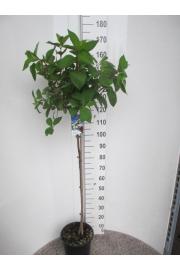 Hydrangea paniculata Wim's Red C10 Lit. Na steblu 80 cm