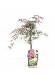 Acer palmatum Crimson Queen C10 Lit. 40-50 cm