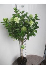 Hydrangea paniculata Magical Candle C10 Lit. Na steblu 60 cm
