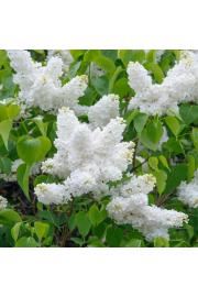 Syringa vulgaris Mad. Florent Stepman C10 Lit. Na steblu 100 cm