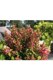 Hydrangea paniculata Magical Vesuvio C10 Lit. Na steblu 80 cm