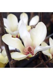 Magnolia Sunrise C10 Lit. 80-100 cm