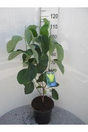 Magnolia Daphne C10 Lit. 100-125 cm