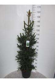Picea abies Will's Zwerg C12 Lit. 120-140 cm