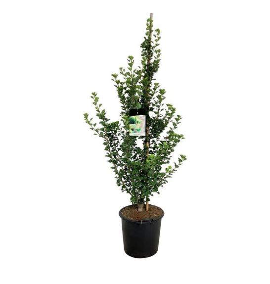 Ginkgo biloba Menhir C10 Lit. 100-125 cm