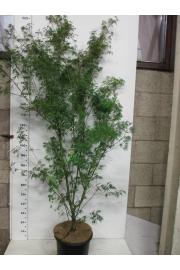 Acer palmatum Seiryu C12 Lit. 110-125 cm