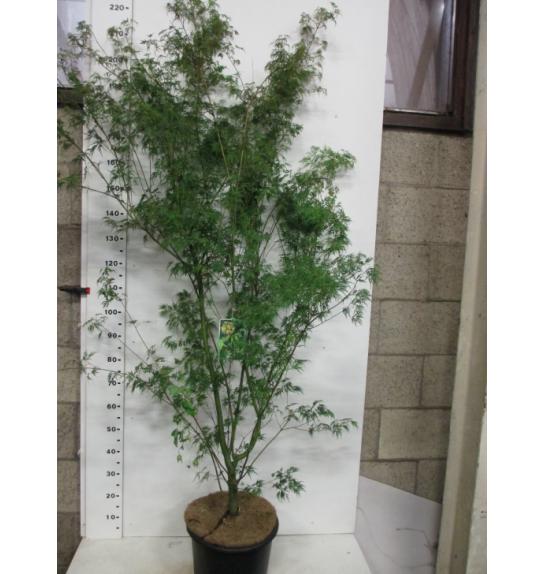 Acer palmatum Seiryu C12 Lit. 110-125 cm