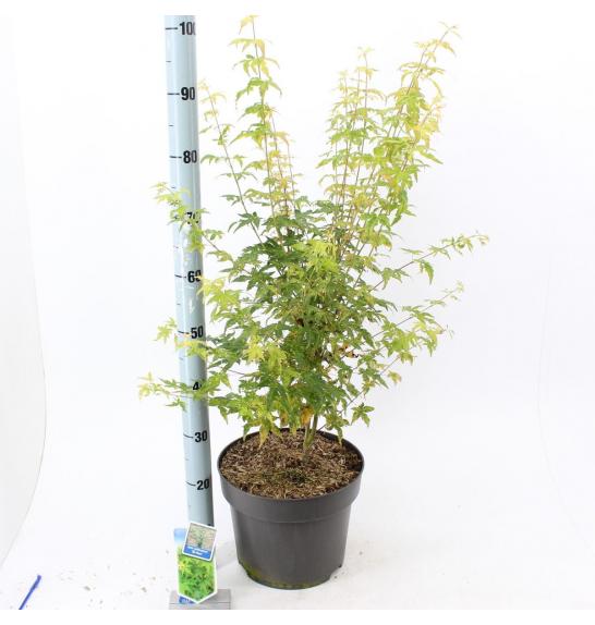 Acer palmatum Bi-hoo C10 Lit. 100-120 cm