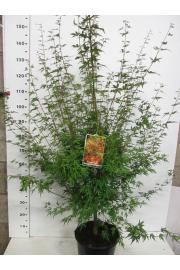 Acer palmatum Wilson's Pink Dwarf C10 Lit. 100-125 cm