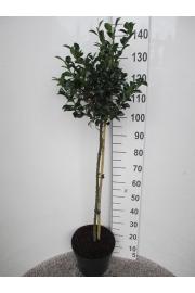 Ilex meserveae Heckenfee C10 Lit. Na steblu 80 cm