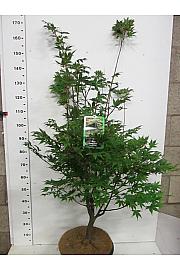 Acer palmatum Osakazuki C15 Lit. 125-150 cm
