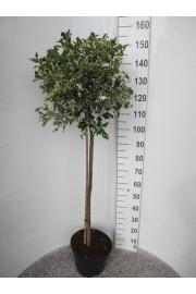 Ilex aquifolium Argentea Marginata C15 Lit. Na steblu 100 cm