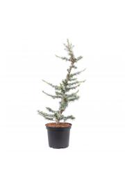 Cedrus atlantica Glauca C5 Lit. 60-80 cm