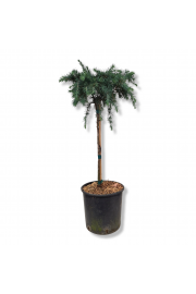 Cedrus deodara Feeling Blue C15 Lit. Na steblu 60 cm