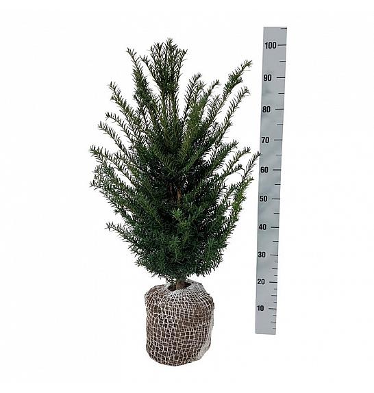Taxus baccata bala 60-80 cm