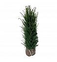 Taxus baccata bala 100-120 cm