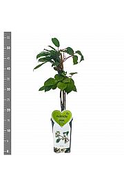 Actinidia arguta Nostino C2 Lit. 30-40 cm