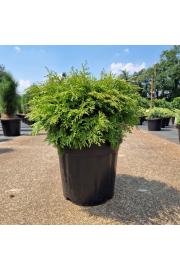 Chamaecyparis obtusa Pygmaea C18 Lit. 35-40 cm