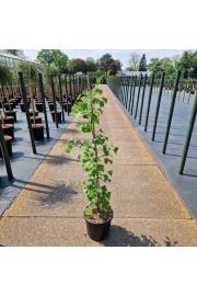 Ginkgo biloba Princeton Sentry C18 Lit. 100-120 cm