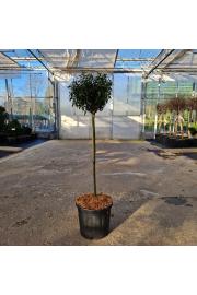 Ilex aquifolium Heckenzwerg C11 Lit. Na steblu 60 cm