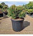 Pinus densiflora Low Glow C20 Lit. 50/+ cm